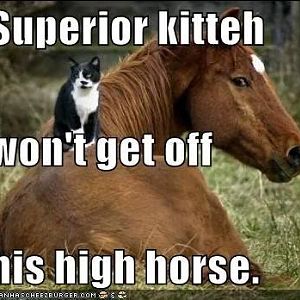 funny-pictures-superior-cat-on-hors.jpg