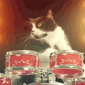 cat-playing-drums-gif.gif