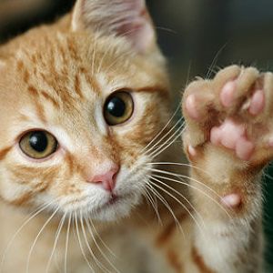 kitten-high-five-thinkstockphotos-149052633-335lc1
