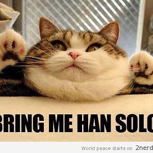 Jabba-the-Cat.jpg