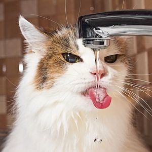 water-shutterstock-cat-faucet2.jpg