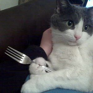 Cat-Eats-Food-W-Fork-Chopsticks-Now-Thats-Awesome-