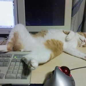 cat-funny-sleep-on-work.jpg