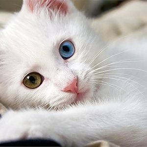 white-cat-with-blue-eye.jpg