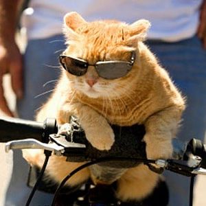 Top-10-Pictures-of-Cats-on-Bicycles-10.jpg?resize=