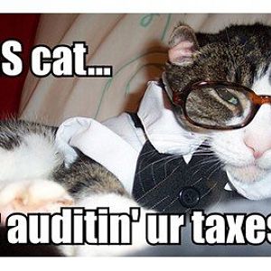 tax-cat.jpg