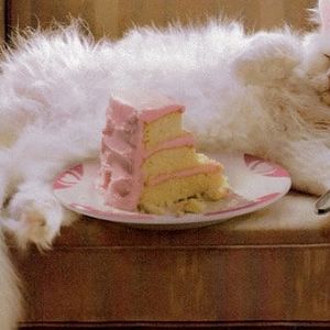 cat-eating-cake-1.jpg