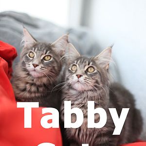Tabby Cats -  What every cat lover should know about the tabby coat pattern!