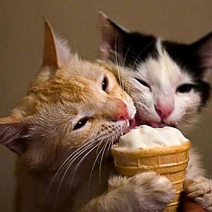 cats-eating-ice-cream-cone.jpg