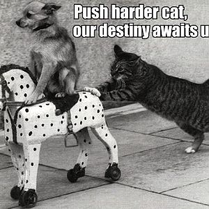 Push-harder-cat-our-destiny-awaits-us...jpg