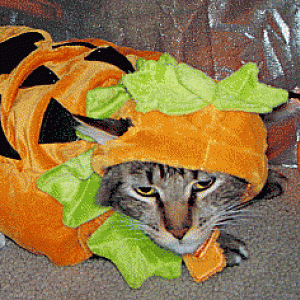 cats-dogs-halloween-costumes-10262011-30-344x236.g