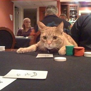 the-world_s-top-10-best-images-of-casino-cats-7.jp