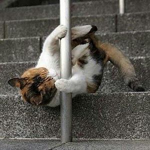 the-world_s-top-10-best-images-of-pole-dancing-cat
