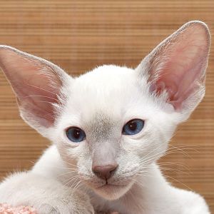 cat-ears.jpg