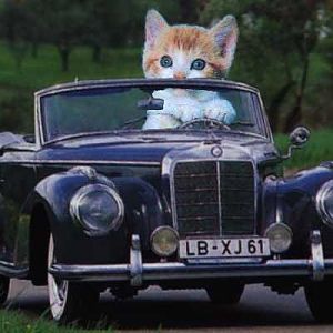 cat-in-car.jpg