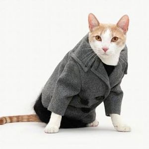 fashion-cats-models2.jpg