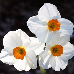 Narcissus_Geranium.jpg