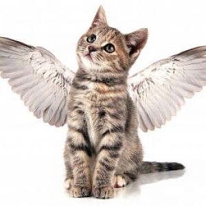 kitten-with-angel-wings.jpg