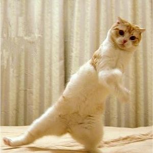 funny-pictures-cat-does-dance.jpg