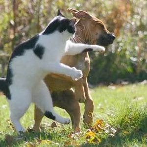 cat-dog-fight-jpg.9798