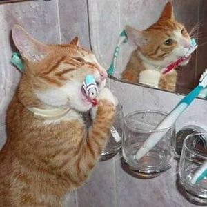 cat-brushing-teeth.jpg