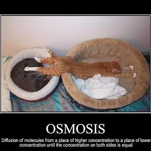 Osmosis+Cat.jpg