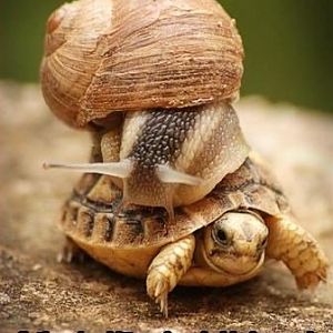lungdoc-nymphedora-snail-turtle.jpg