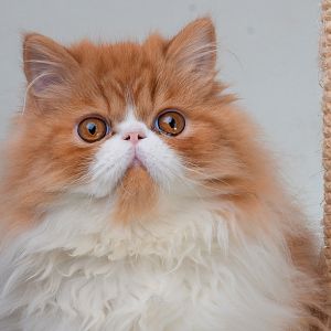 modern-persian-cat.jpg
