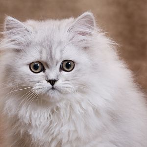traditional-persian-cat-fac.jpg