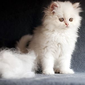 persian-cat-grooming.jpg