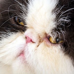 persian-cat-eyes.jpg