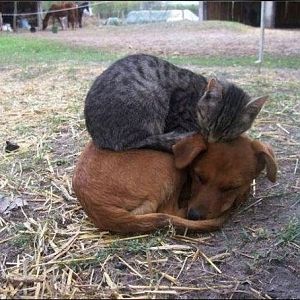 funny-animals-cat-sitting-on-dog.jpg