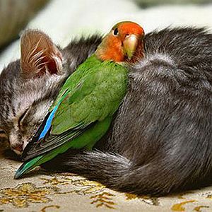Favim.com-animals-bird-cat-love-726239.jpg