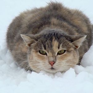 cat-snow-white-winter-wallpaper-1.jpg
