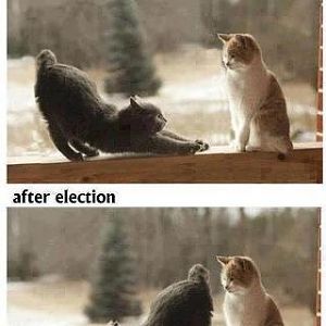 politicians-cats.jpg