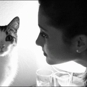 Ariana-Grande-cat.gif