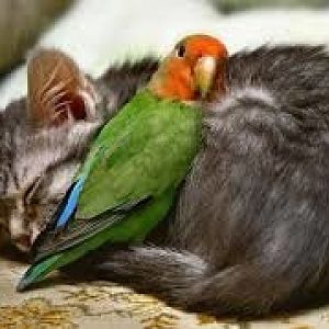 cat&parrotdownload.jpeg