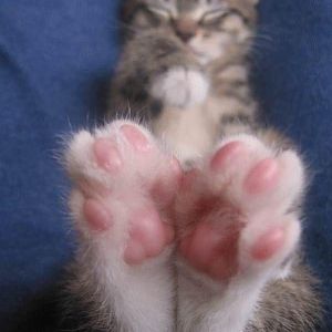 Cat_Feet.jpg