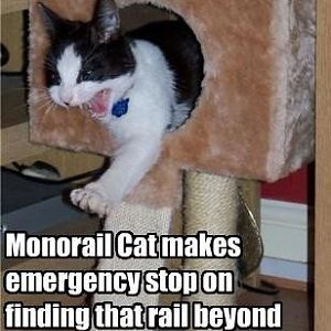 puddy_tat_monorail_cat_makes_emergency_stop.jpg