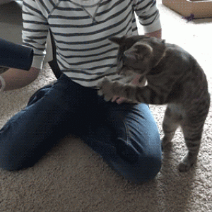 funny_cats_gifs_27.gif