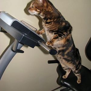 Cat-On-Tread-Mill-Doing-Exercise-Funny-Picture.jpg
