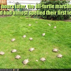 Turtlemarchingband_zps148bed70 - Copy.jpg