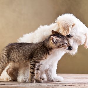 dogs-cats-introduction.jpg