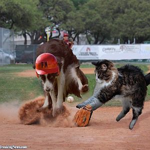 Dog-and-Cat-Playing-Baseball--127555.jpg