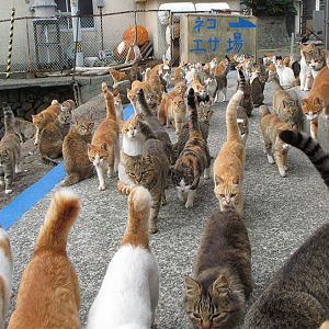 cat-island-japan-tweet-food-donation-aoshima-7.jpg