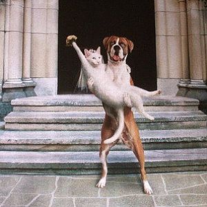 Dancing-Cat-Dog-got-married-Animals-wedding-pictur