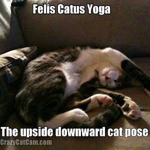 Feils-Catus-Yoga-.jpg