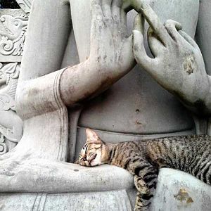 cat-nap-funny-cat.jpg
