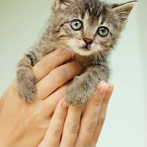 adopt-a-kitten.jpg