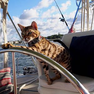 Cat-sailing-681542.jpg